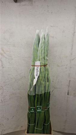 <h4>Glad Gr Bananarama</h4>