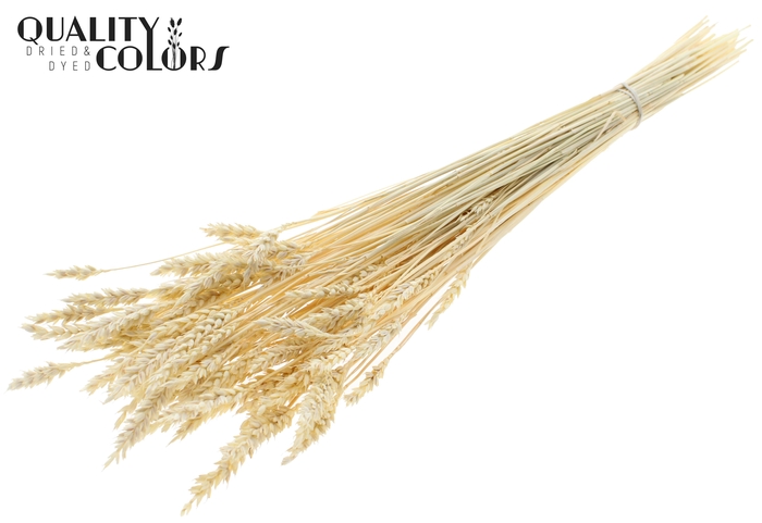 <h4>Triticum per bunch Bleached</h4>