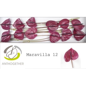 Anth. andr. 'Maravilla' x12