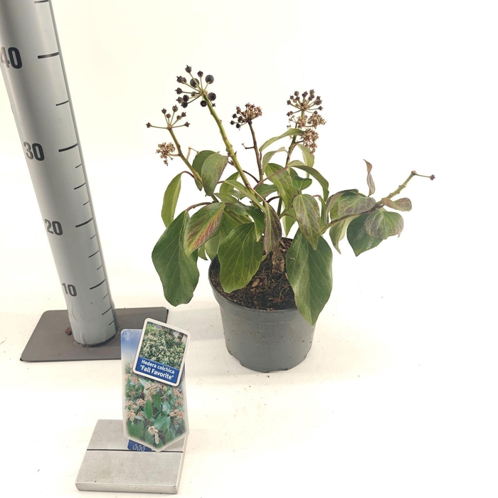 <h4>Hedera colchica Arborescens</h4>