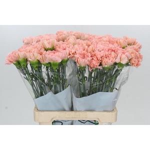 Dianthus St Lege Marrone