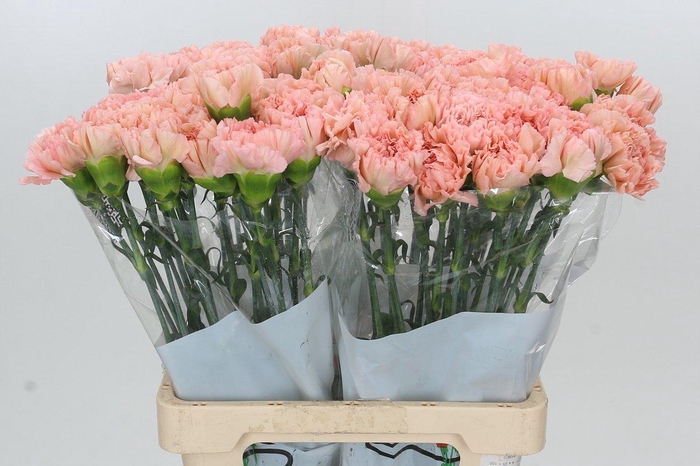 <h4>Dianthus St Lege Marrone</h4>