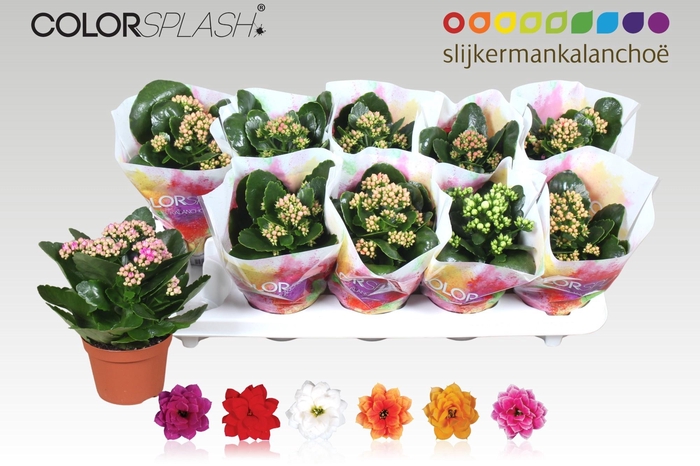 <h4>KAL GE GEM 6 KL</h4>