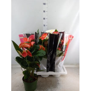 Anthurium   ...mix