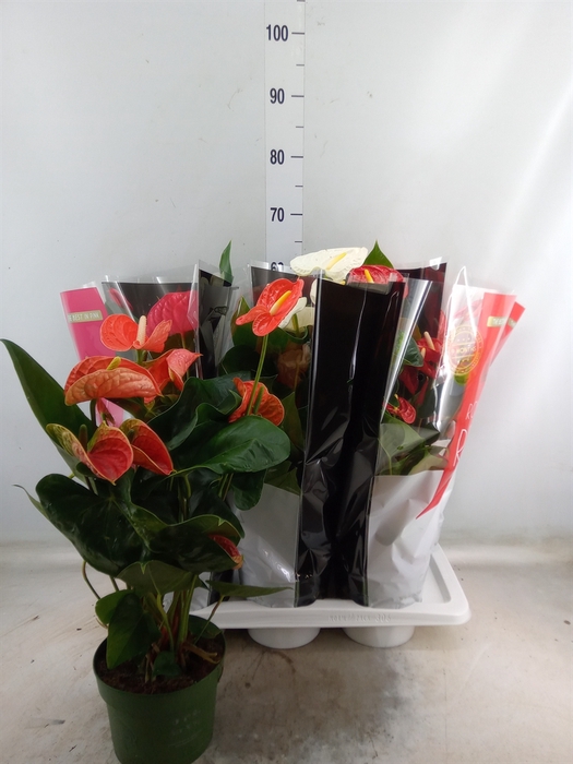 <h4>Anthurium   ...mix</h4>