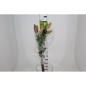 LIRIO ALBUFEIRA 080 CM HT 2/3 FLS ROSA