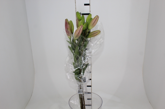 <h4>LIRIO ALBUFEIRA 080 CM HT 2/3 FLS ROSA</h4>
