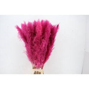 DF Pampas 130cm Cerise