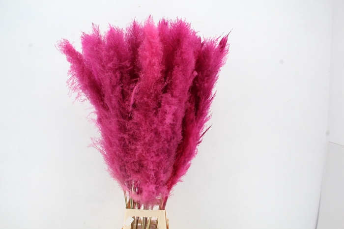 <h4>DF Pampas 130cm Cerise</h4>