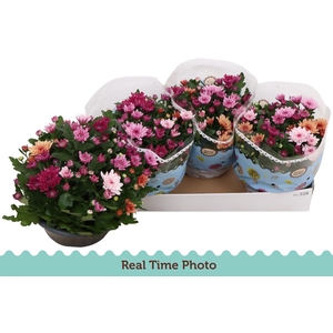 CHRYS MO AUB GEM POT