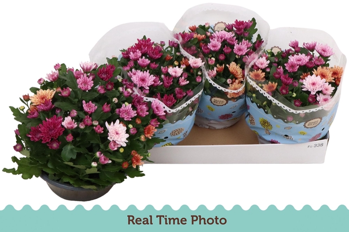 <h4>CHRYS MO AUB GEM POT</h4>