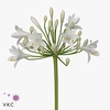 Agapanthus gletsjer