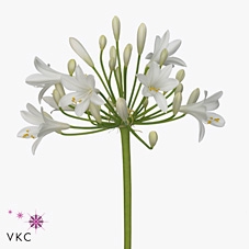 <h4>Agapanthus gletsjer</h4>