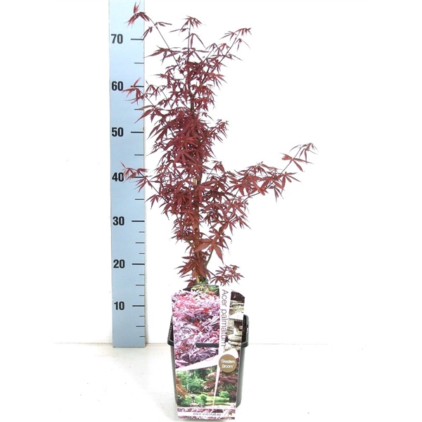 <h4>Acer palmatum 'Skeeters Broom' P19 Full CC</h4>