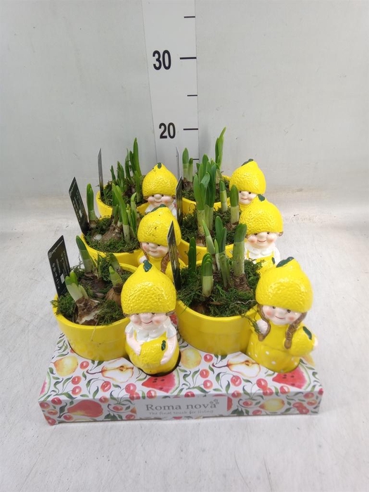 <h4>Arr. Narcissus</h4>