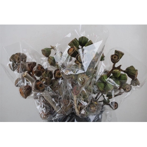 Euca Cardinale Antik P Bunch