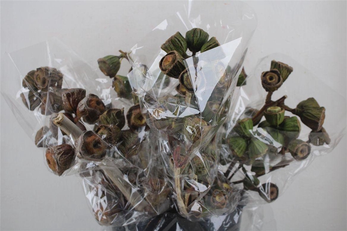 <h4>Euca Cardinale Antik P Bunch</h4>
