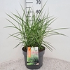 Miscanthus Red Chief