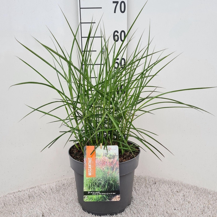 Miscanthus Red Chief