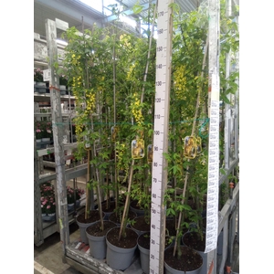 Laburnum watereri 'Vossii'