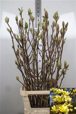 <h4>Magnolia Grandi Yellow</h4>