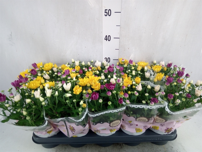 <h4>Chrysanthemum   ..mix/pot</h4>