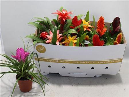 <h4>Bromelia Gem</h4>