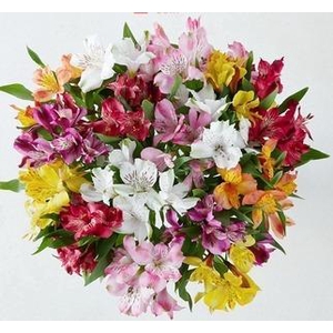 ALSTROMERIA ASSORTED
