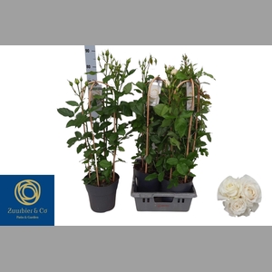 ROSA FL CHARM SELECT