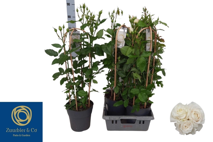 <h4>ROSA FL CHARM SELECT</h4>