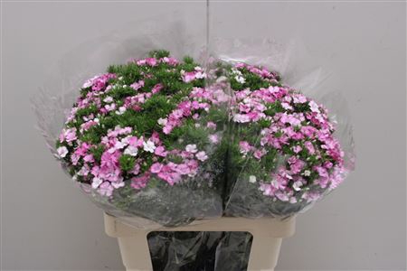 <h4>Di Barb Am Rose</h4>