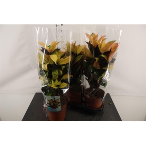 Codiaeum 19 Cm. P. Kl. Bl. Mrs. Iceton