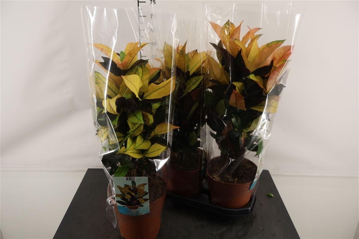 <h4>Codiaeum 19 Cm. P. Kl. Bl. Mrs. Iceton</h4>
