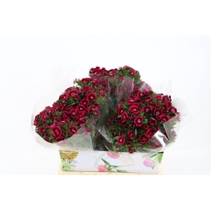 Di Barb Breanthus Jolly Purple Pink