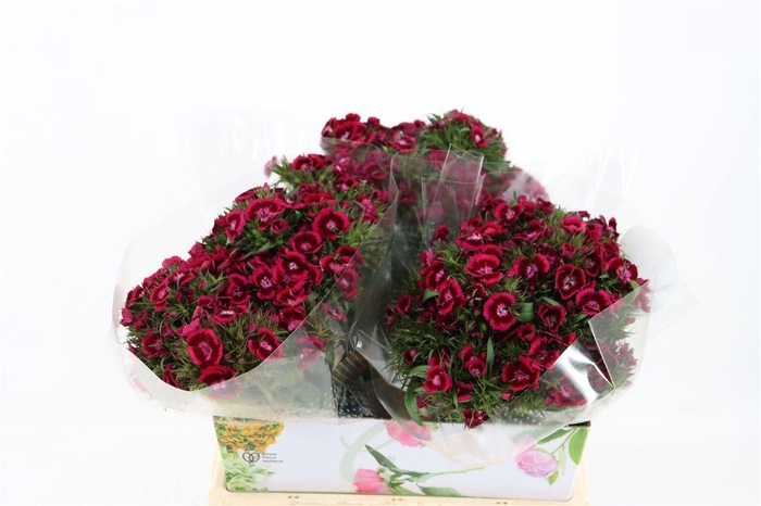 Di Barb Breanthus Jolly Purple Pink