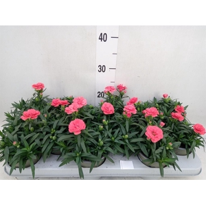 Dianthus  'Oscar Red'