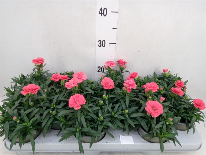 <h4>Dianthus  'Oscar Red'</h4>
