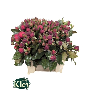 Rosa spray freiland red piano