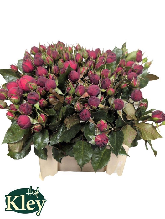 <h4>Rosa spray freiland red piano</h4>