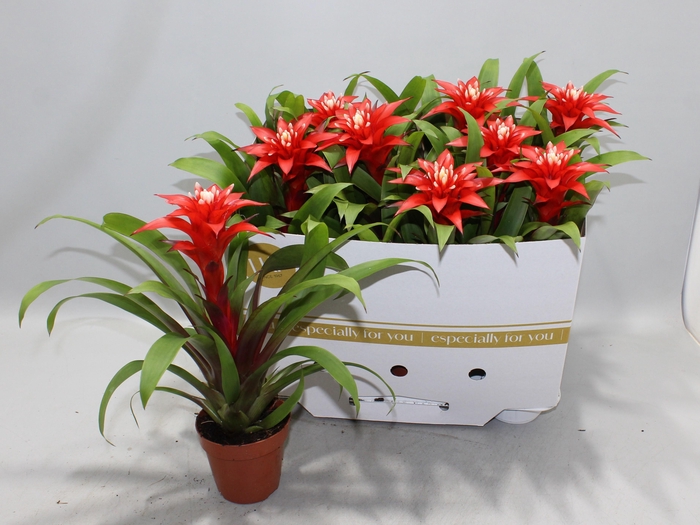 <h4>GUZM CONFETTI</h4>