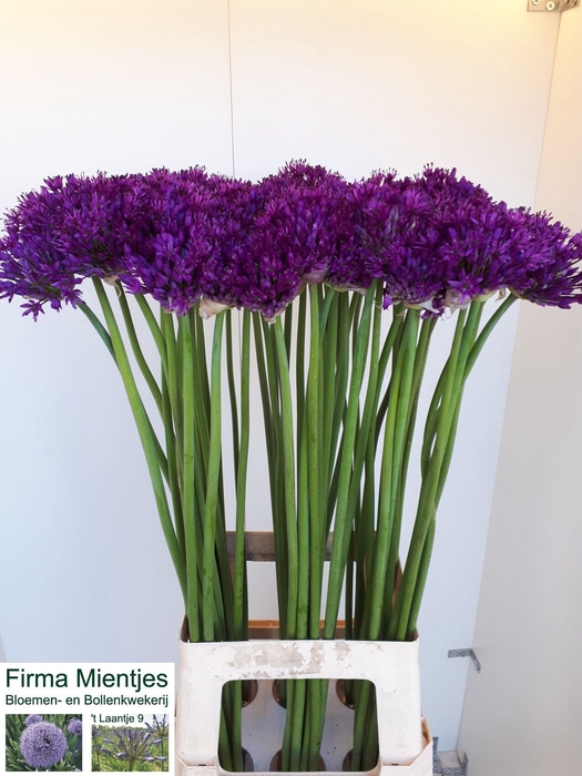 <h4>Allium Purple Sensation 70cm</h4>