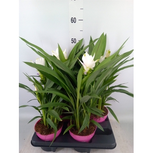 Curcuma alism. 'Siam Sisto'