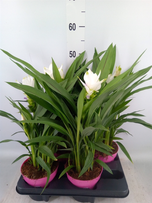 <h4>Curcuma alism. 'Siam Sisto'</h4>
