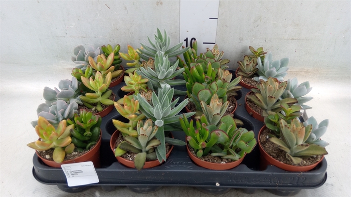 <h4>Succulents   ...</h4>