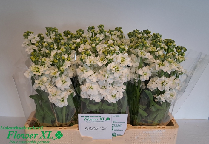 <h4>MATTH STOX WHITE</h4>