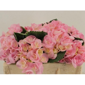 HYDR M BEAU PAPIL RZ