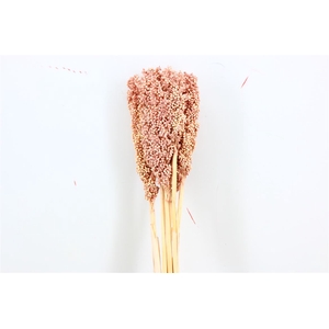 Dried Sorghum 6pc Soft Pink Bunch