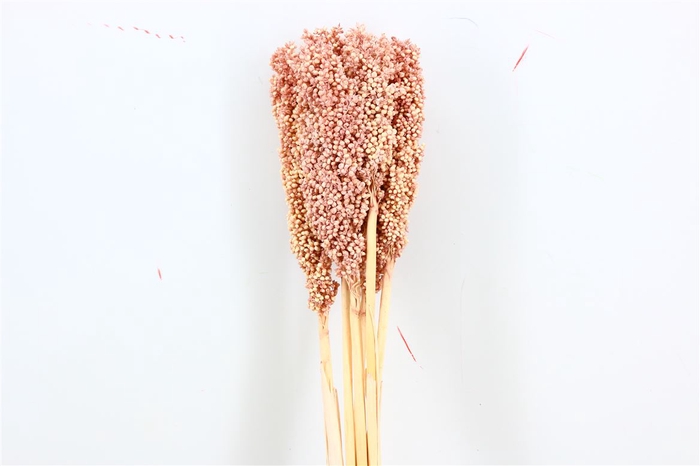 Dried Sorghum 6pc Soft Pink Bunch