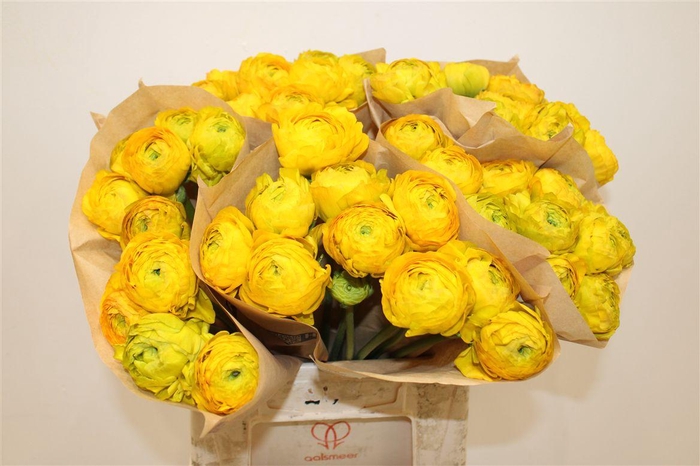 <h4>Ran Cloni Ex Luce</h4>