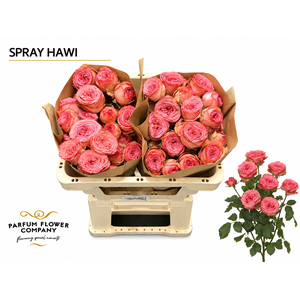 Rosa Spray Hawi